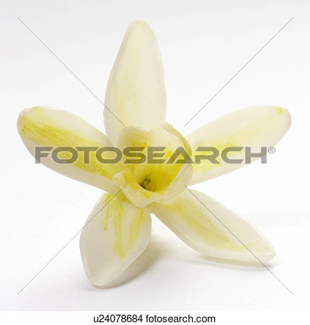 Stock Photo   Single Vanilla Flower  Fotosearch   Search Stock Images    