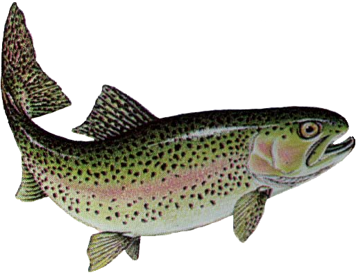 Trout Png Marina   Rainbow Trout