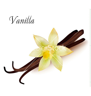 Vanilla Bean Flower Clipart Vanilla Pods And Flower Vector