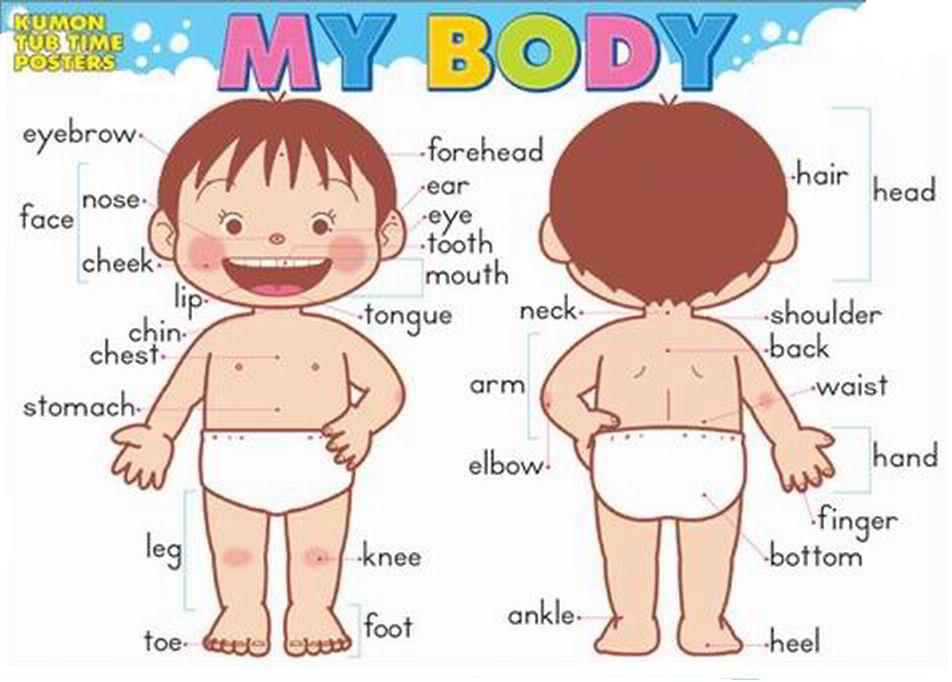 Body Easy Handout Body Parts Worksheets Easy Level Body Parts Word