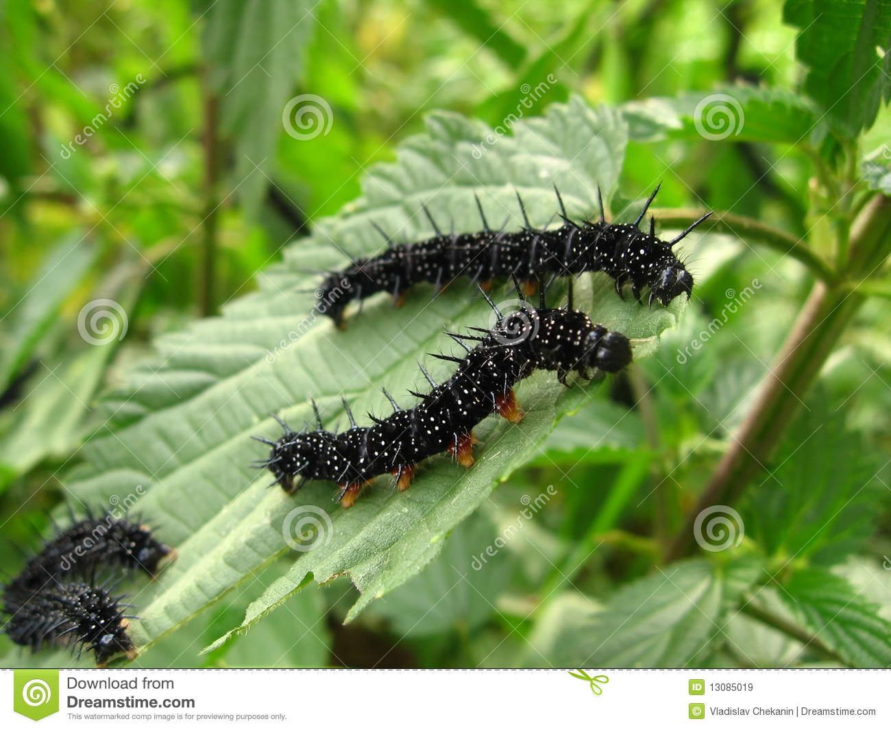Caterpillars Royalty Free Stock Images   Image  13085019