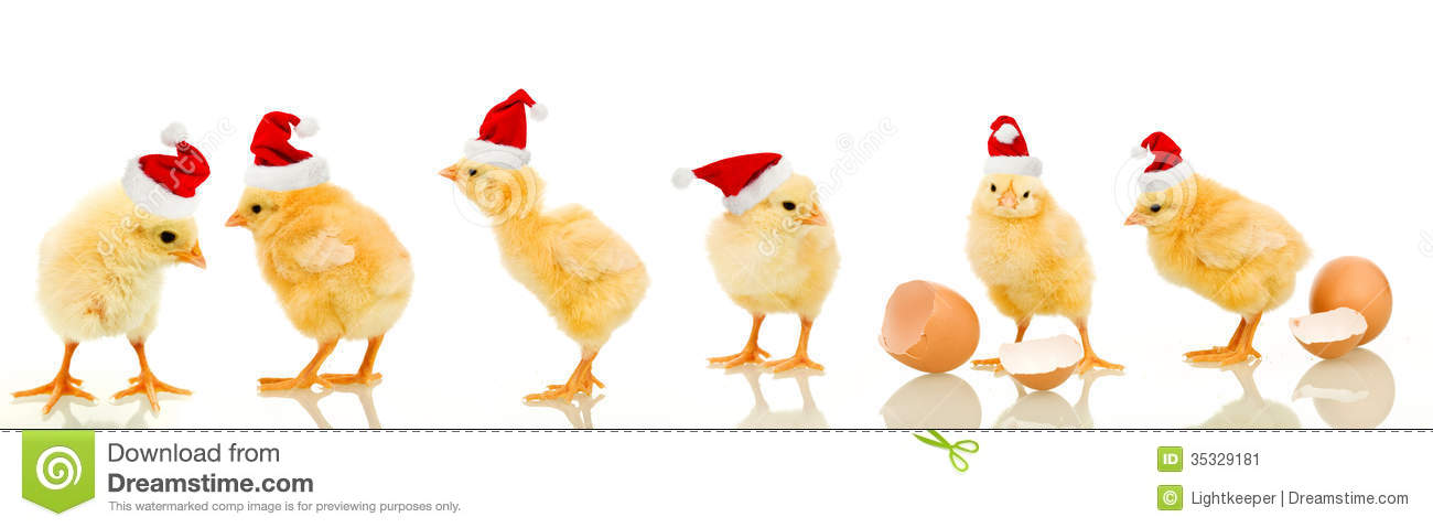 Lots Of Baby Chicken At Christmas Wearing Santa Claus Hats   With    