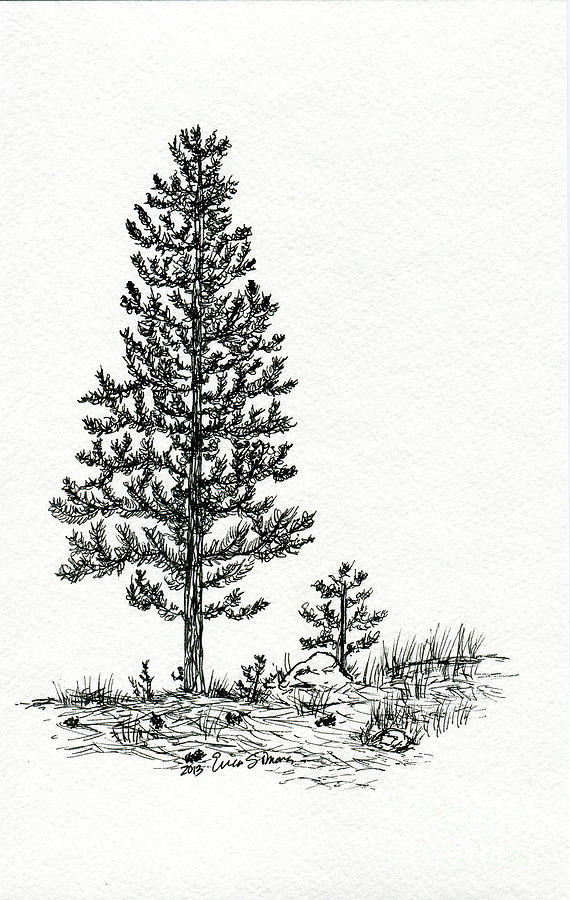 Pine Tree Drawing   Pine Tree By Erica Simons