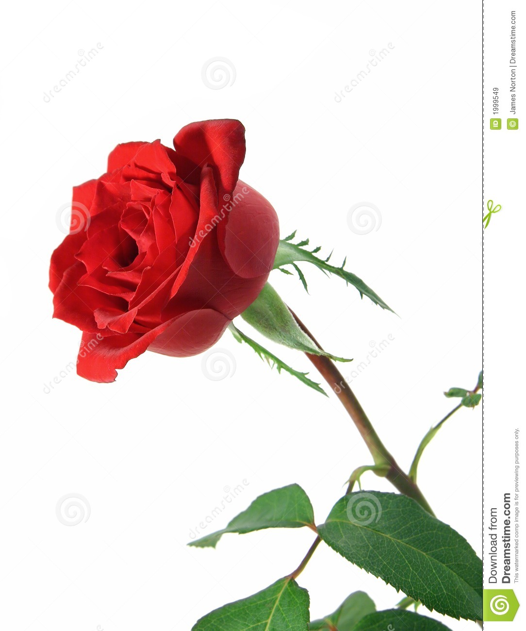 Single Long Stem Rose Isolated On A White Background With Some Of The