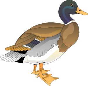 Walking Duck 2 Clip Art At Clker Com   Vector Clip Art Online Royalty    