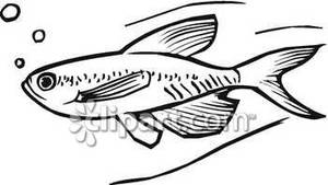 Black And White Goldfish Blowing Bubbles   Royalty Free Clipart