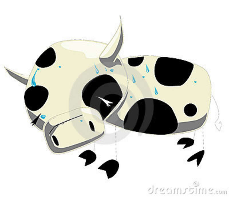 Crazy Cow Stock Photo   Image  8437530