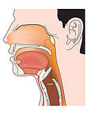 Throat Clipart And Illustrations