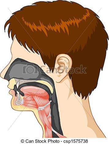 Vector Of Throat   Vector Illustration Of Throat Csp1575738   Search