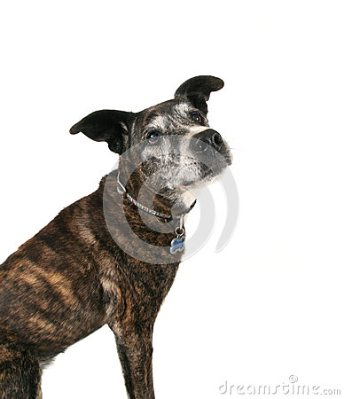 An Old Pit Bull Royalty Free Stock Photos   Image  27931218