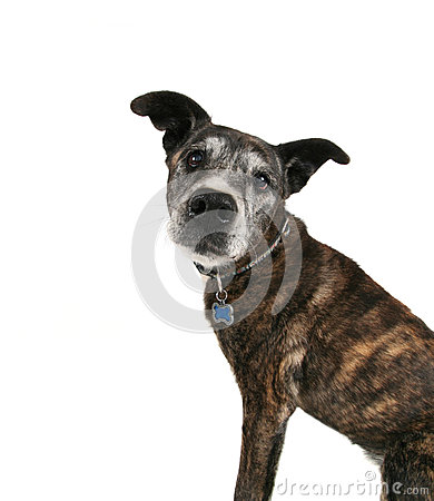 An Old Pit Bull Stock Photo   Image  27931210