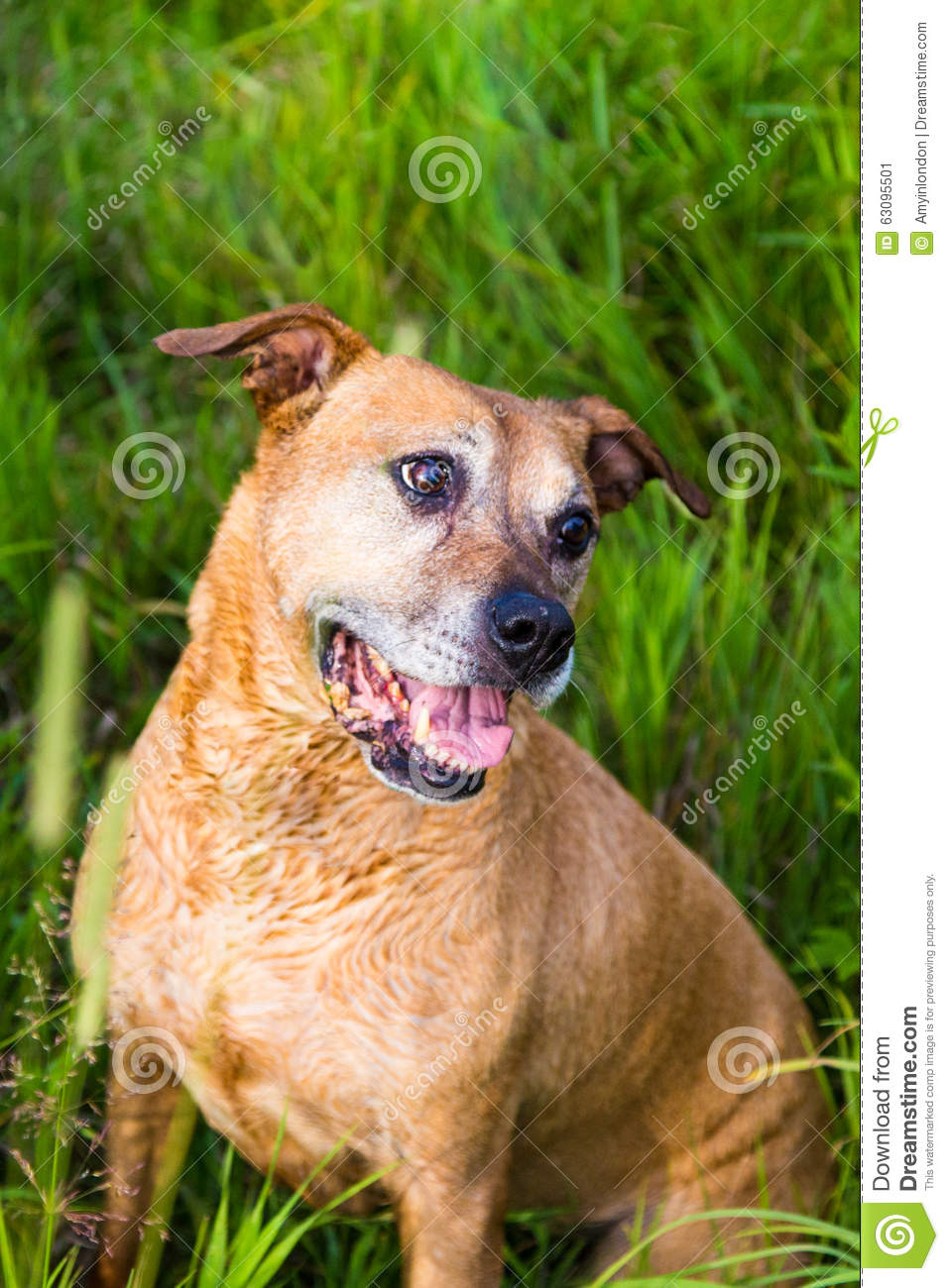 Beautiful And Gentle 13 Year Old Pit Bull Cross Dog Sitting In The    