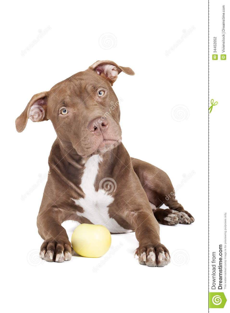 Dog Breed Pit Bull With An Apple Stock Photography   Image  34452052