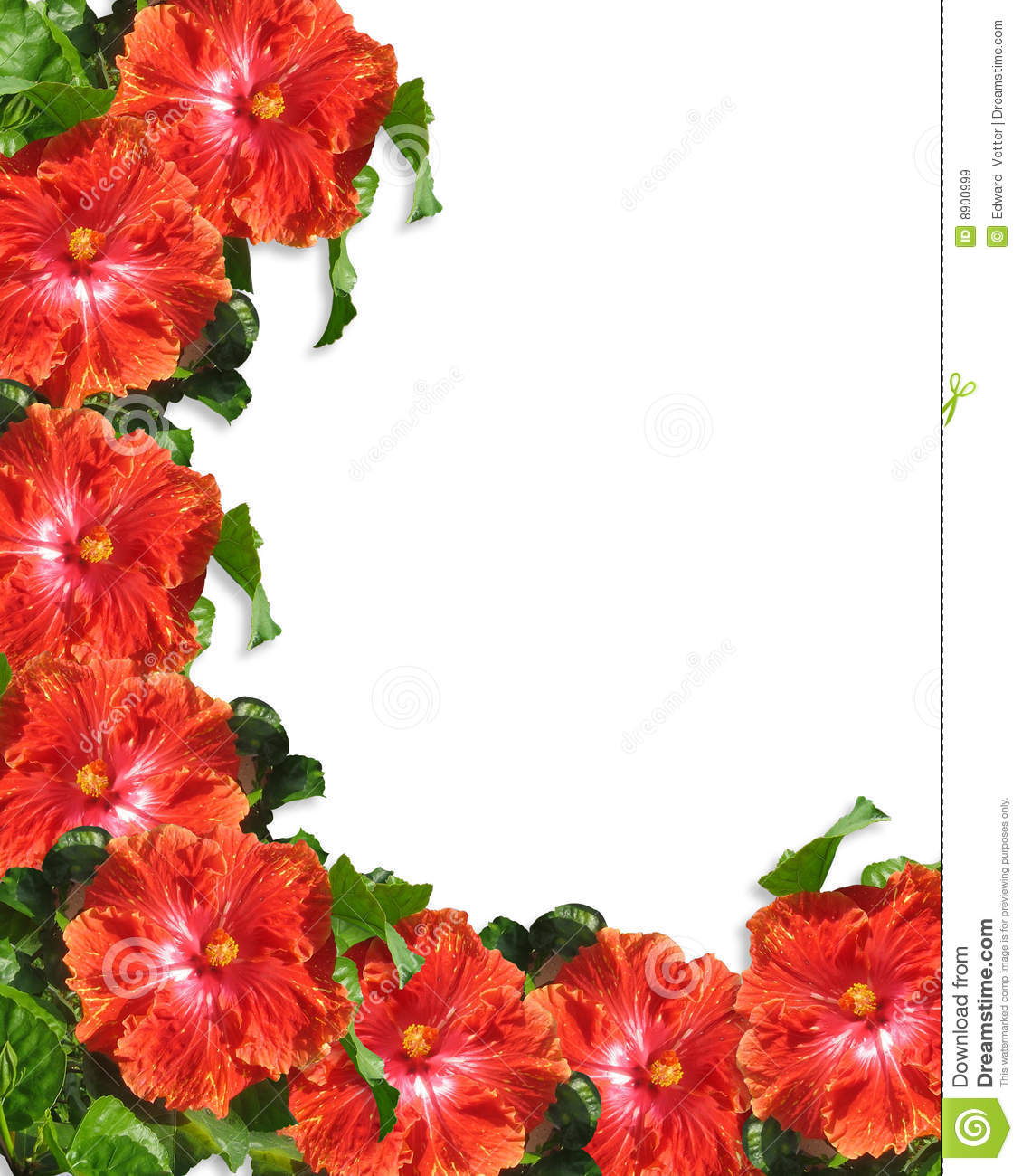 Dreamstime Comhibiscus Flowers Border Background Royalty Free Stock