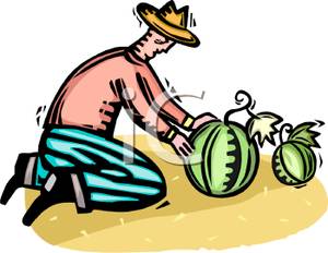 Farmer Picking Watermelons   Royalty Free Clipart Picture