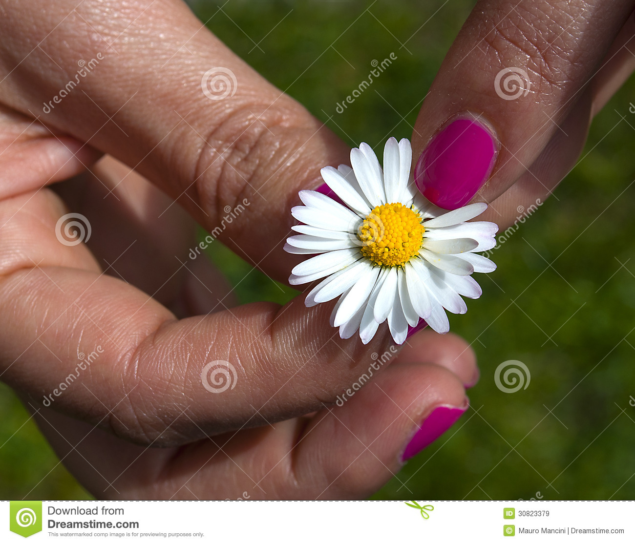 He Loves Me He Loves Me Not  Hand Woman Picking A Pedal From A Daisy