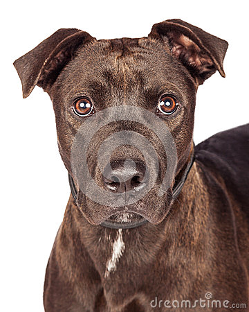 Old Dark Brown Color Labrador Retriever And Pit Bull Mixed Breed Dog