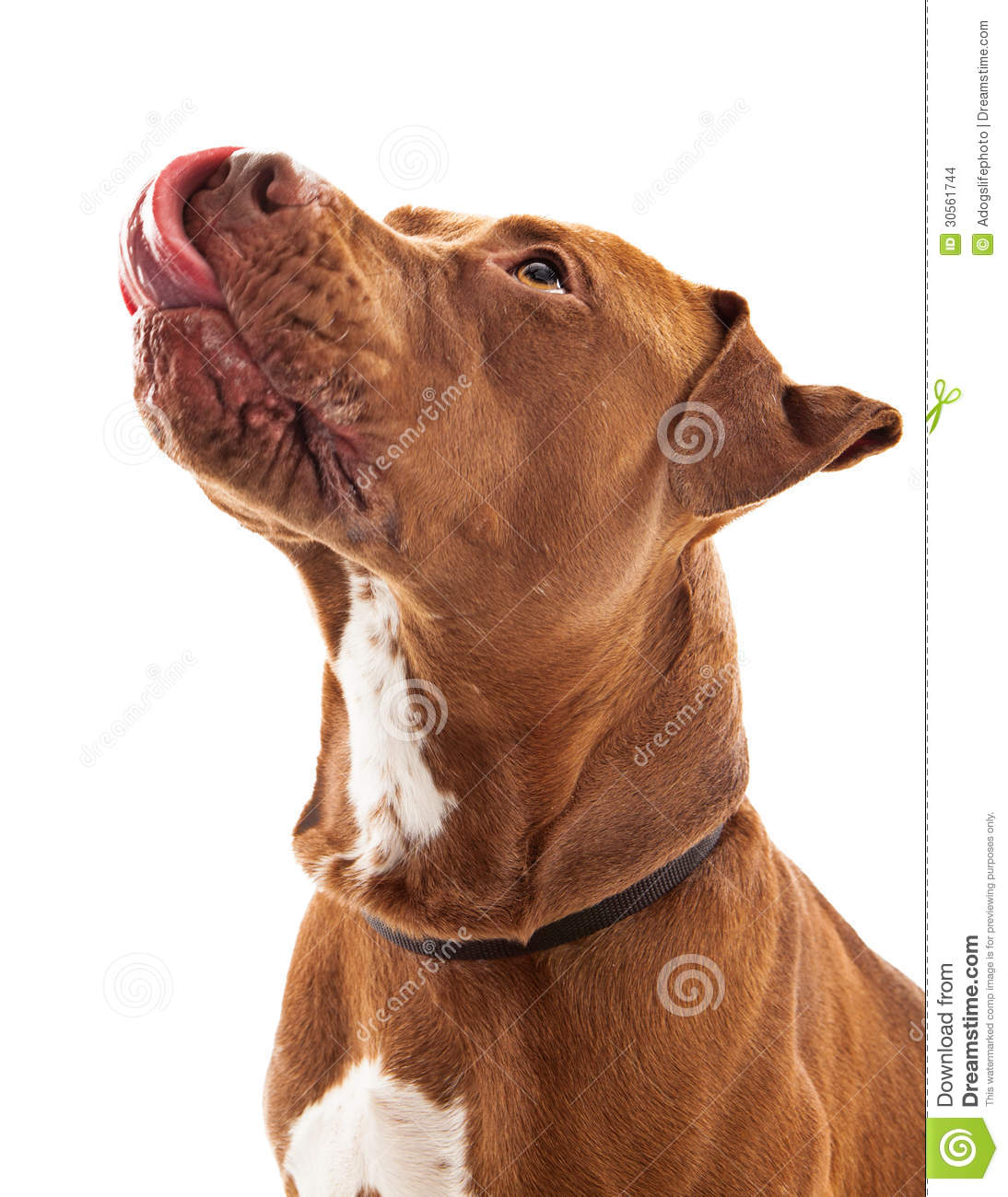 Pit Bull Dog Licking Lips Stock Images   Image  30561744