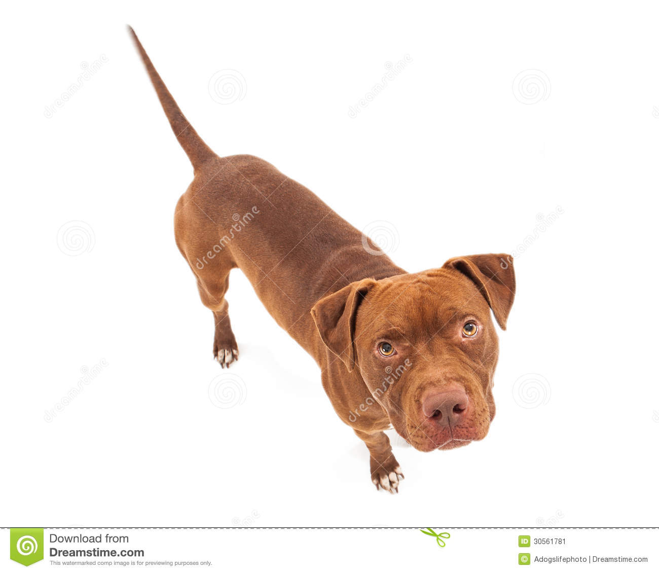 Pit Bull Dog With Red Coat Looking Up White Standing Against A White