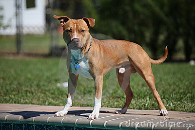 Pit Bull Stance Stock Photography   Image  18261902