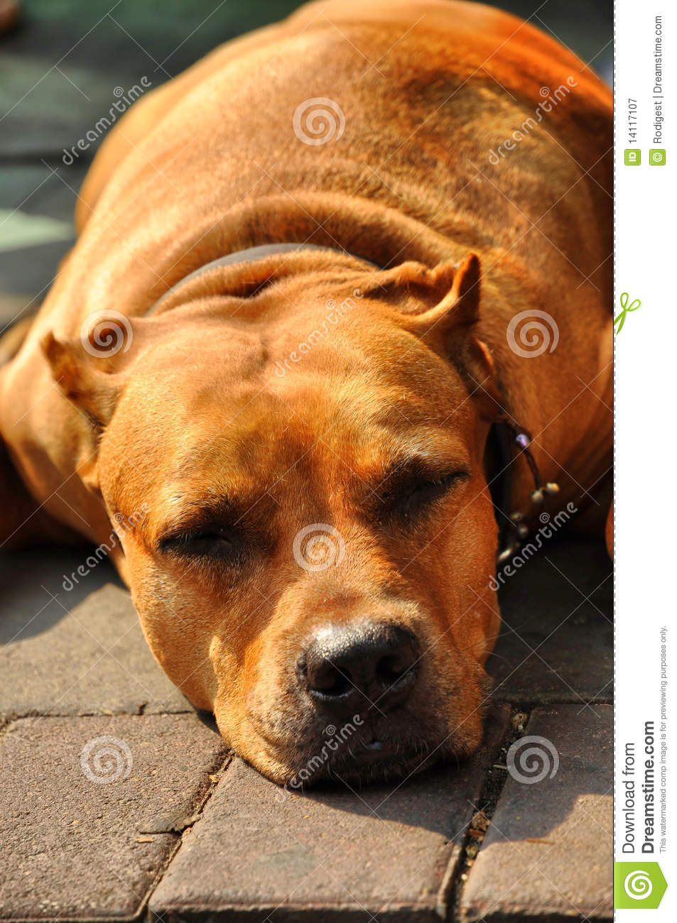 Pit Bull Terrier Flop Brown Head Royalty Free Stock Photography