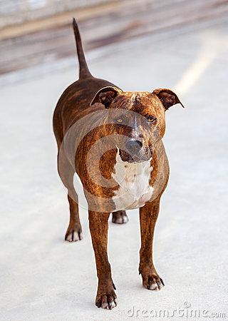 Years Old Female American Pit Bull Dog With A Pattern Of Dark