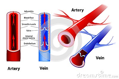 Artery And Vein  Circulatory System  Vector  Red Indicates Oxygenated