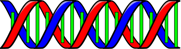 Biology Clipart Dna Double Helix Dna