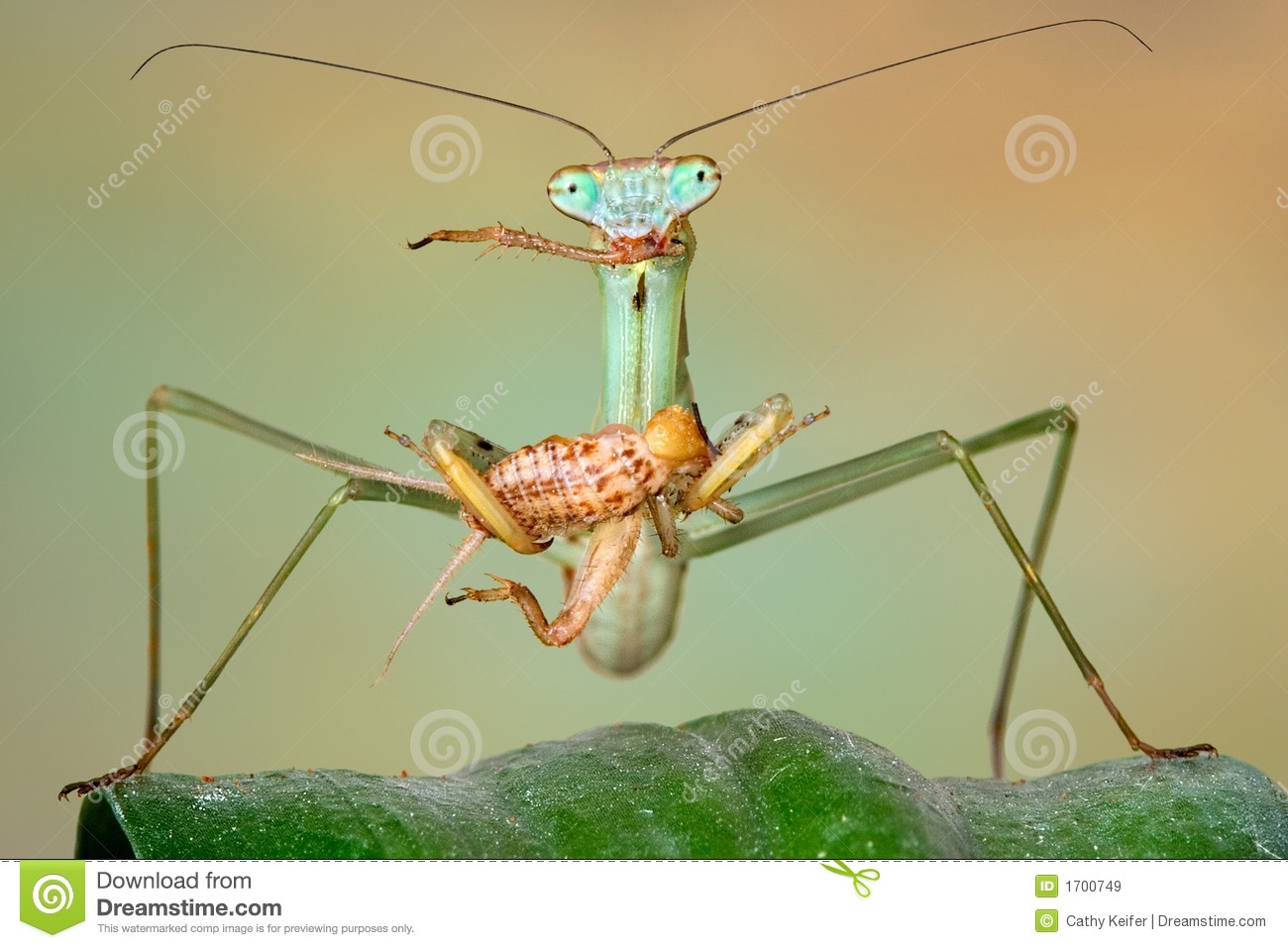 Chinese Mantis Eating Cricket Royalty Free Stock Images   Image