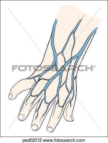 Clip Art Of Dorsal Veins Of The Infant Hand  Ped02012   Search Clipart
