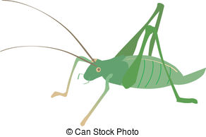 Cricket Illustrations And Clipart