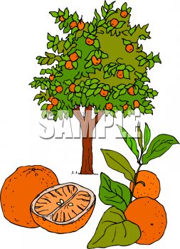Fresh Oranges And An Orange Tree   Royalty Free Clipart Picture