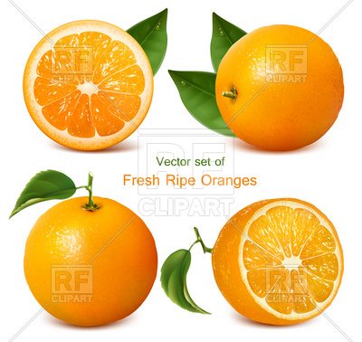 Fresh Ripe Oranges Download Royalty Free Vector Clipart  Eps