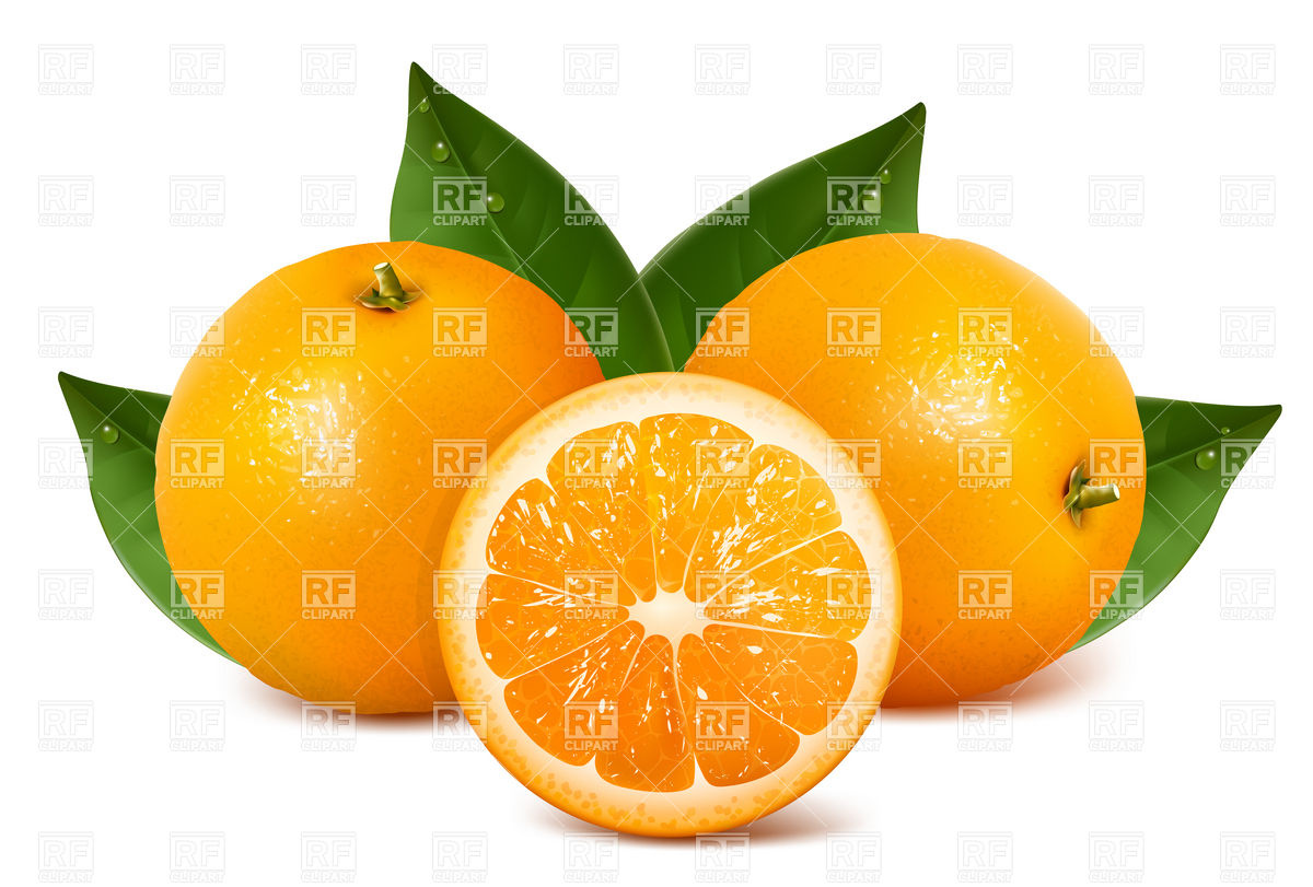 Fresh Ripe Oranges With Leaves Download Royalty Free Vector Clipart    