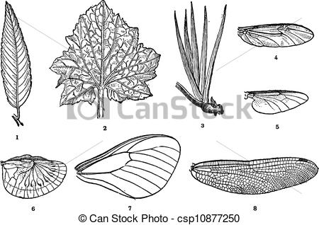 Leaf Vein In Plants  1 2 3  And Wing Vein In Insects  4 5 6 7 8