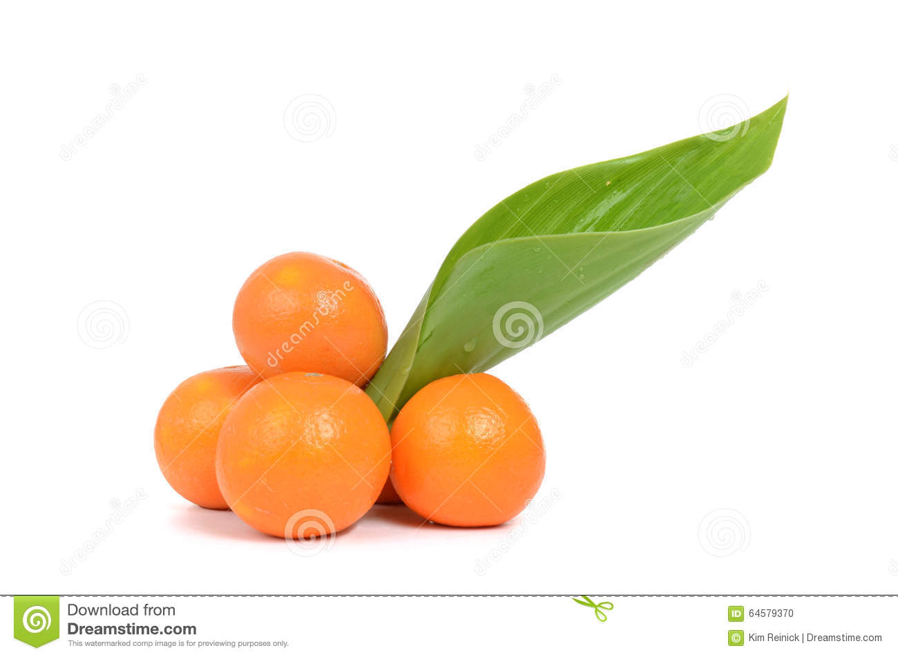 Oranges Fresh Stock Photo   Image  64579370