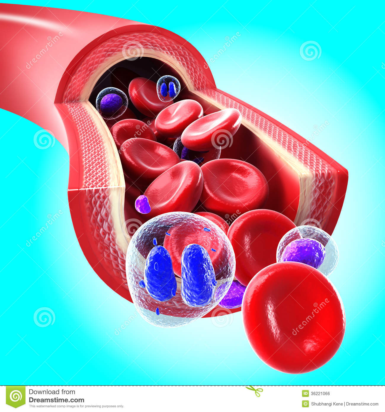 Red Blood Cells Flowing Through A Vein And Artery Royalty Free Stock