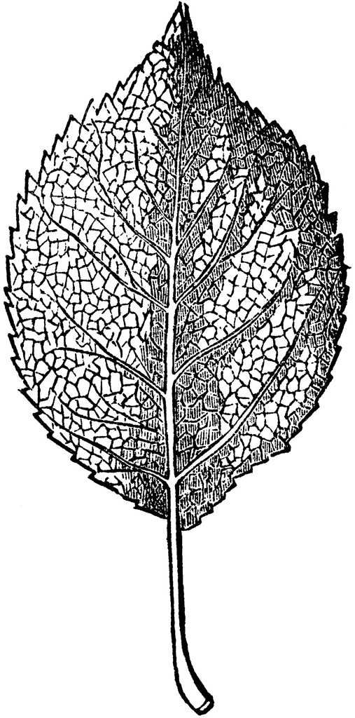 Reticulated Vein Leaf   Clipart Etc