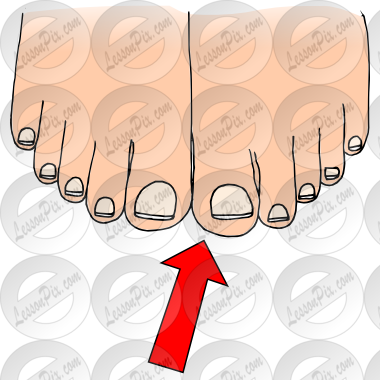 Toe Picture For Classroom   Therapy Use   Great Toe Clipart