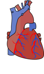 Vein Clipart Heart Diagram Vein Md Png