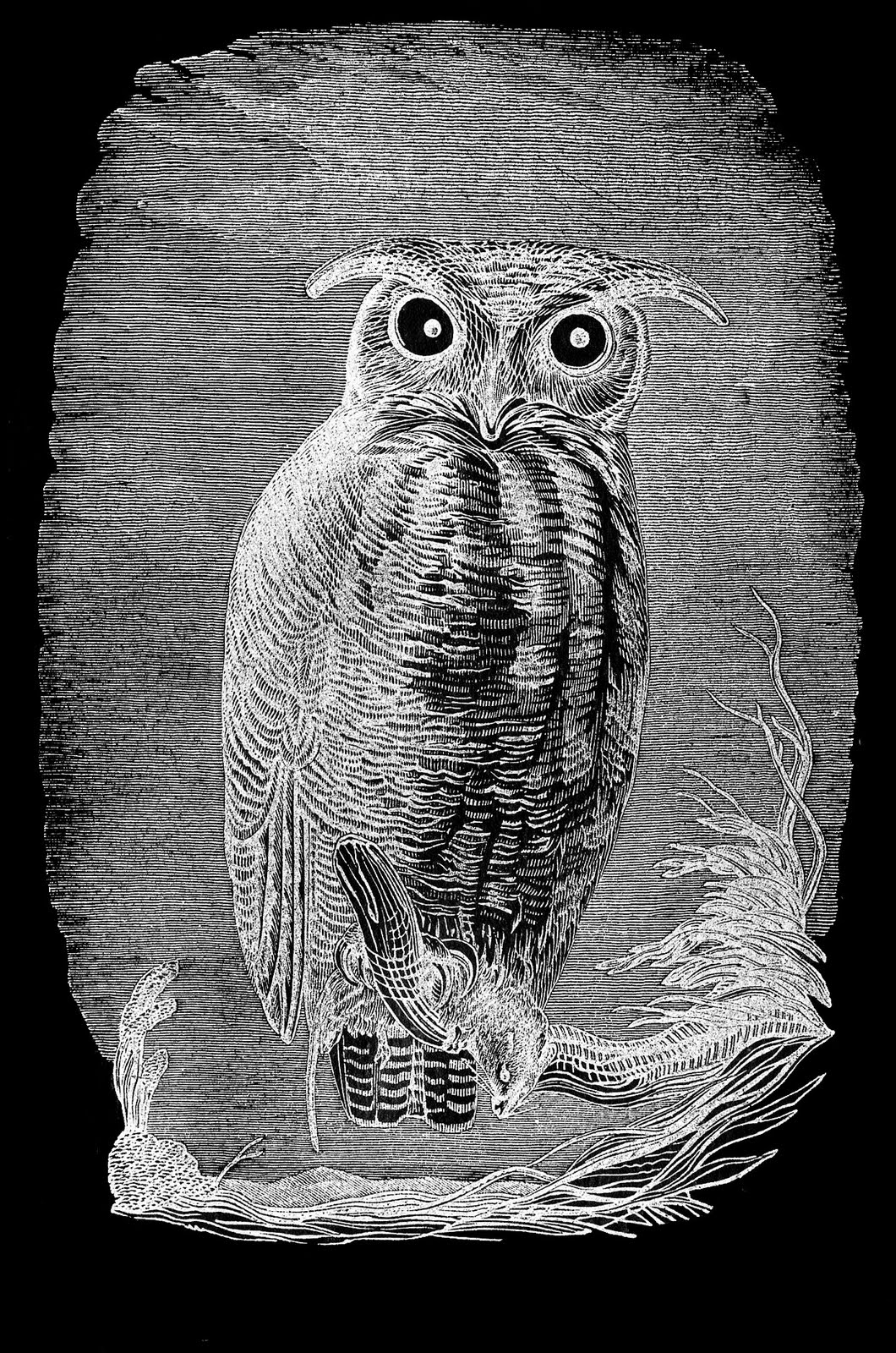 Back   Gallery For   Antique Owl Clip Art