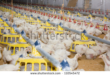 Chicken   Poultry Farm Stock Photo 110545472   Shutterstock