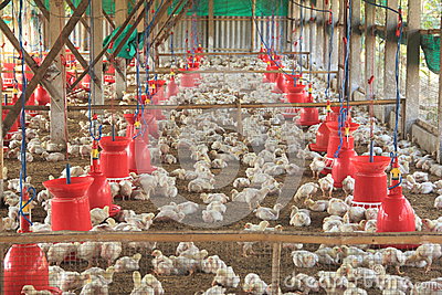 Poultry Farm 