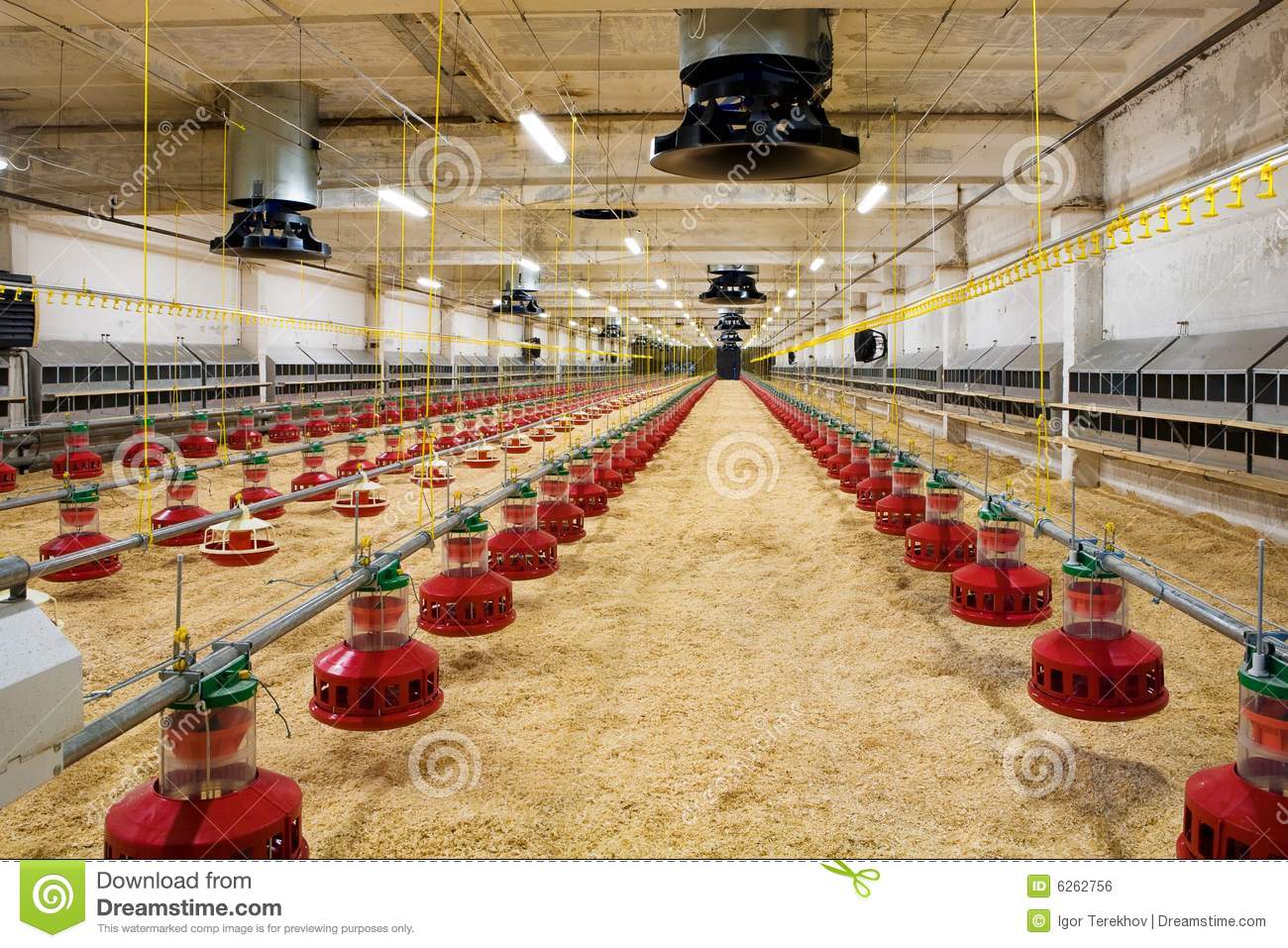 Poultry Farm Royalty Free Stock Image   Image  6262756