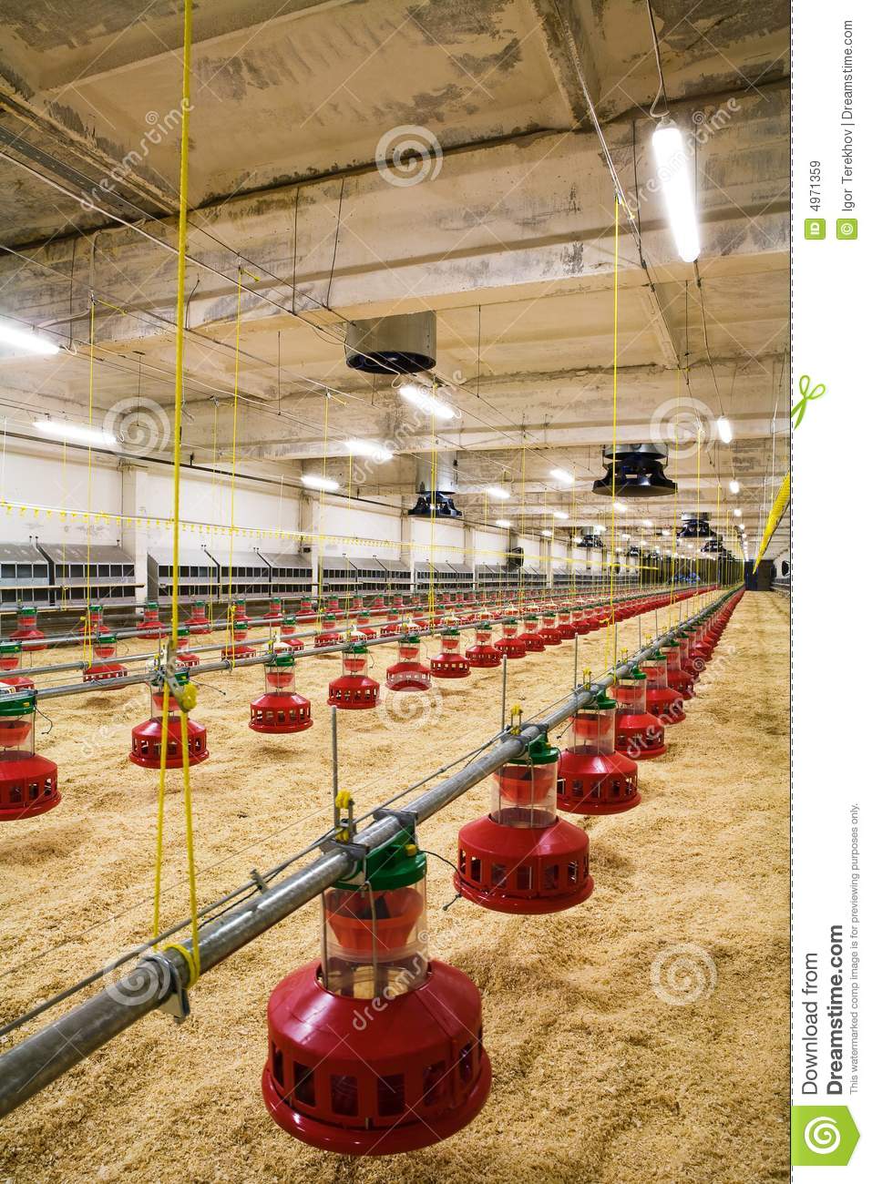 Poultry Farm Royalty Free Stock Images   Image  4971359