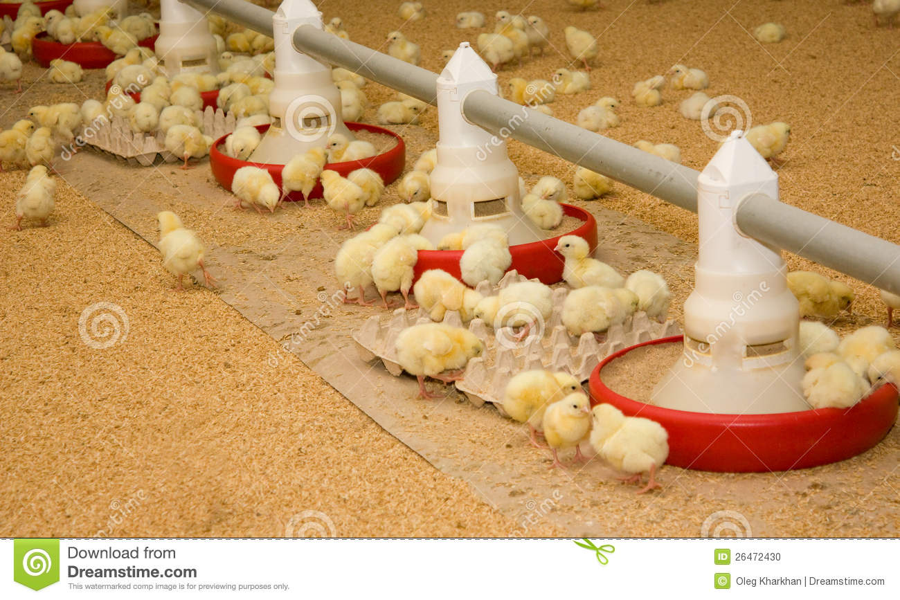 Poultry Farm Stock Photo   Image  26472430