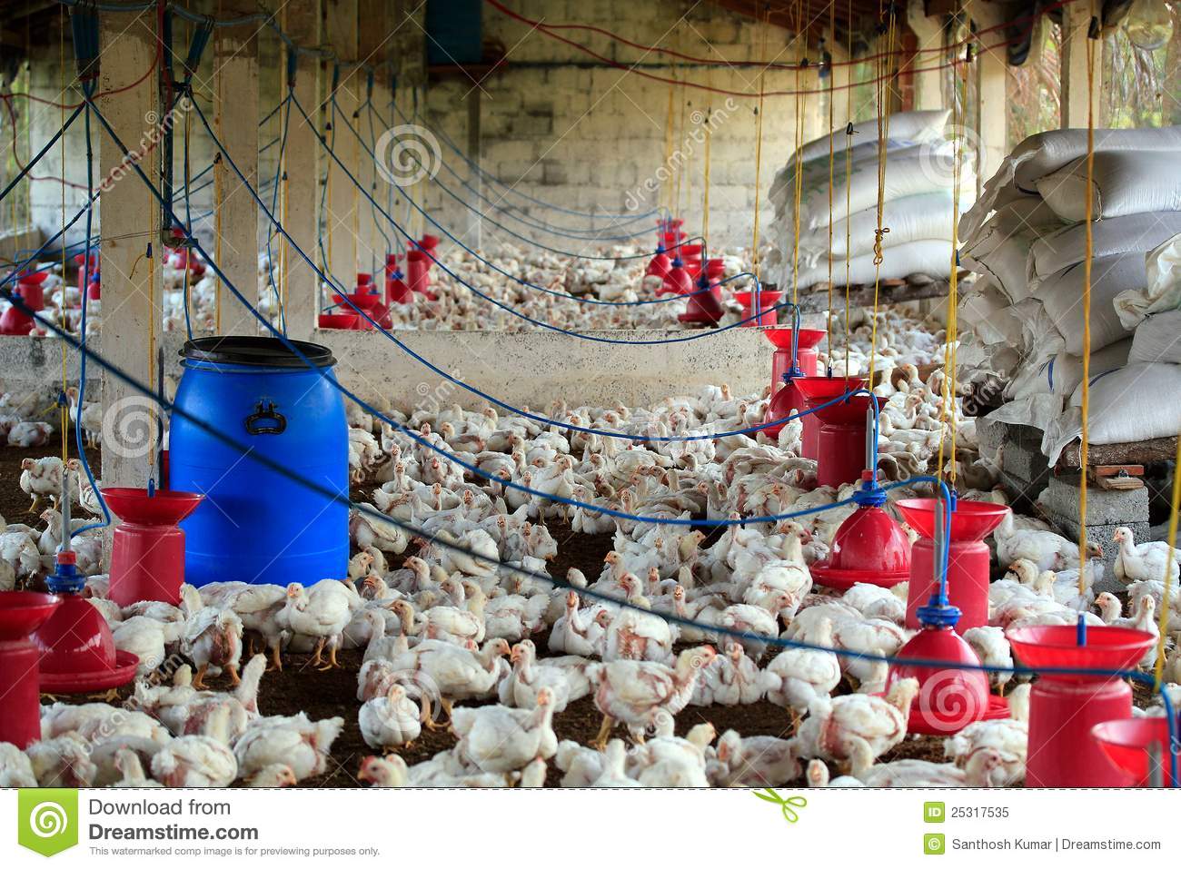 Poultry Farm With Many Domesticated Hen Fowl  Being Grown For Their