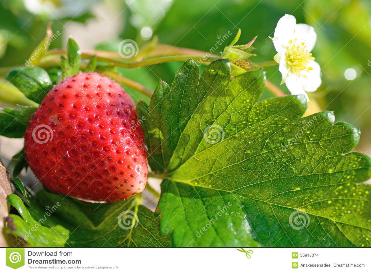 Ripe Strawberry In A Stawbery Tree In Chaing Rai Thailand
