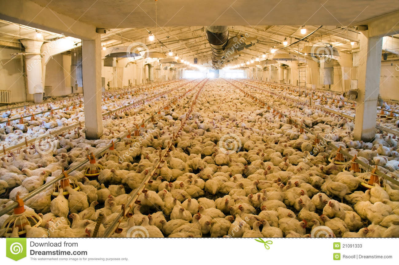Which Are In Hen House In Territory Of An Integrated Poultry Farm