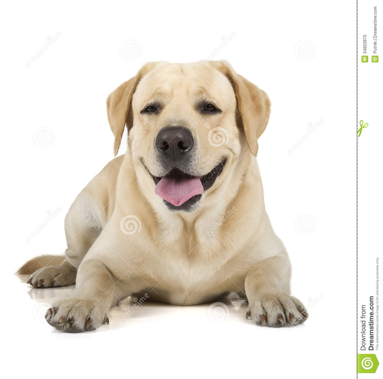 Yellow Labrador Retriever Dog Smiling Isolated On White Background